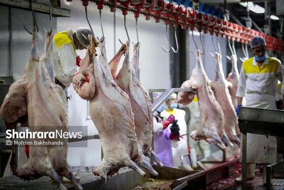 گزارش تصویری | فعالیت مؤسسه صنعتی گوشت مشهد در آستانه عید قربان ۱۴۰۴
