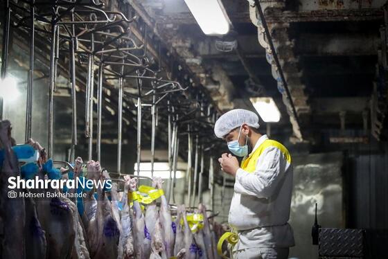 گزارش تصویری | فعالیت مؤسسه صنعتی گوشت مشهد در آستانه عید قربان ۱۴۰۴