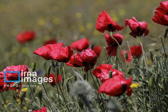 ایران زیباست | جنگل «فندقلو»