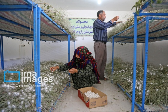 ایران زیباست | از پیله تا فرش ترکمن