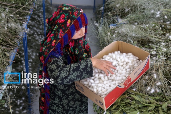 ایران زیباست | از پیله تا فرش ترکمن