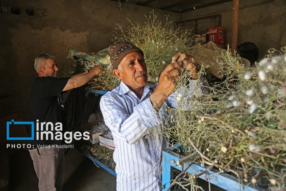 ایران زیباست | از پیله تا فرش ترکمن