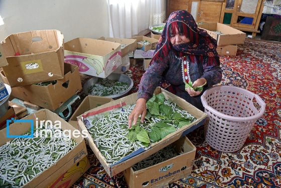 ایران زیباست | از پیله تا فرش ترکمن