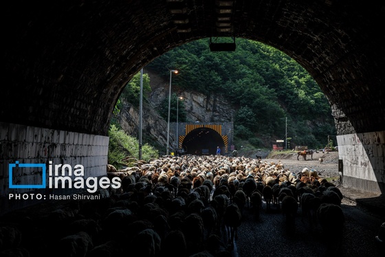 گزارش تصویری | «جاده چالوس» گذرگاه بهاری عشایر