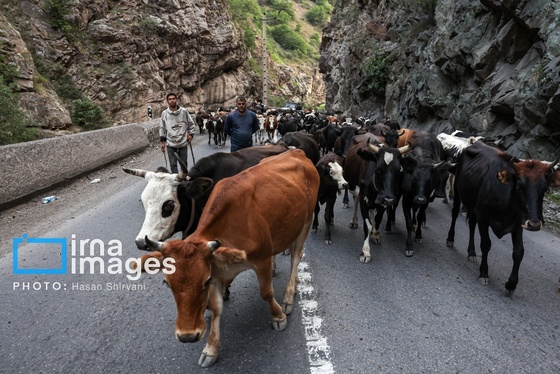 گزارش تصویری | «جاده چالوس» گذرگاه بهاری عشایر