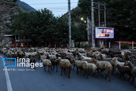 گزارش تصویری | «جاده چالوس» گذرگاه بهاری عشایر