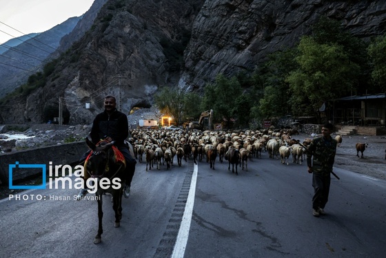 گزارش تصویری | «جاده چالوس» گذرگاه بهاری عشایر