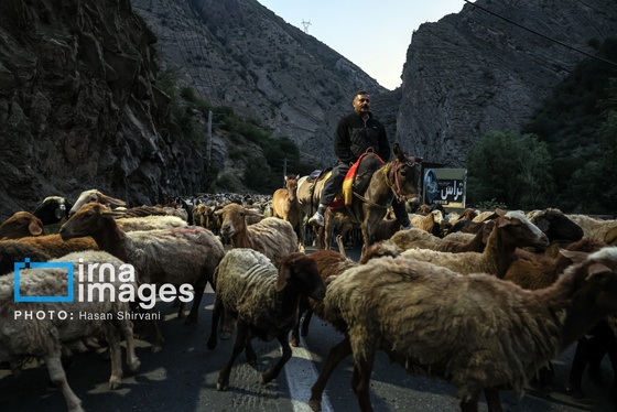 گزارش تصویری | «جاده چالوس» گذرگاه بهاری عشایر