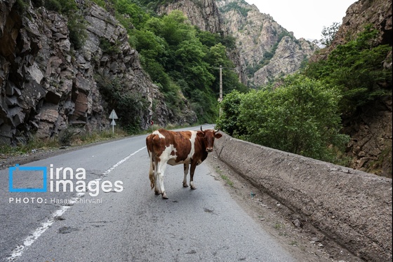 گزارش تصویری | «جاده چالوس» گذرگاه بهاری عشایر