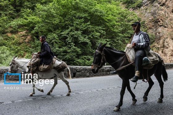 گزارش تصویری | «جاده چالوس» گذرگاه بهاری عشایر