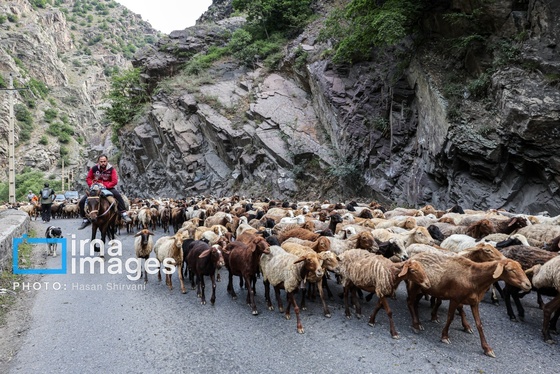 گزارش تصویری | «جاده چالوس» گذرگاه بهاری عشایر