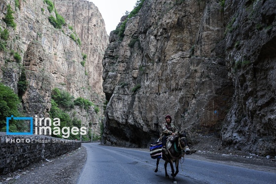 گزارش تصویری | «جاده چالوس» گذرگاه بهاری عشایر