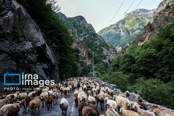 گزارش تصویری | «جاده چالوس» گذرگاه بهاری عشایر