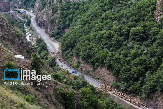 گزارش تصویری | «جاده چالوس» گذرگاه بهاری عشایر