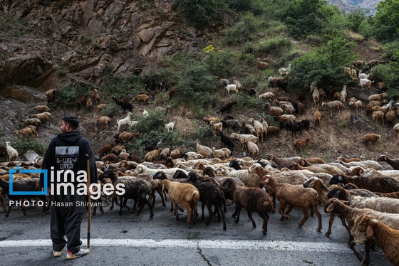 گزارش تصویری | «جاده چالوس» گذرگاه بهاری عشایر