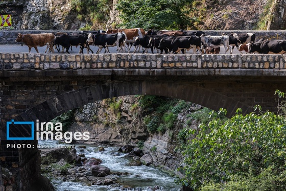 گزارش تصویری | «جاده چالوس» گذرگاه بهاری عشایر