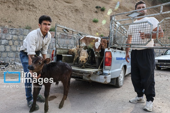 گزارش تصویری | «جاده چالوس» گذرگاه بهاری عشایر