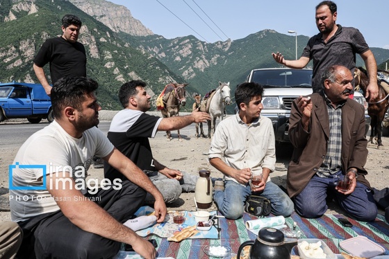 گزارش تصویری | «جاده چالوس» گذرگاه بهاری عشایر