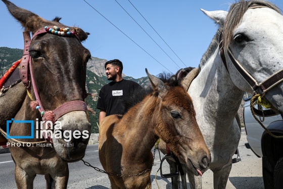 گزارش تصویری | «جاده چالوس» گذرگاه بهاری عشایر