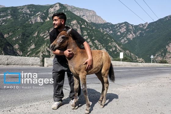 گزارش تصویری | «جاده چالوس» گذرگاه بهاری عشایر