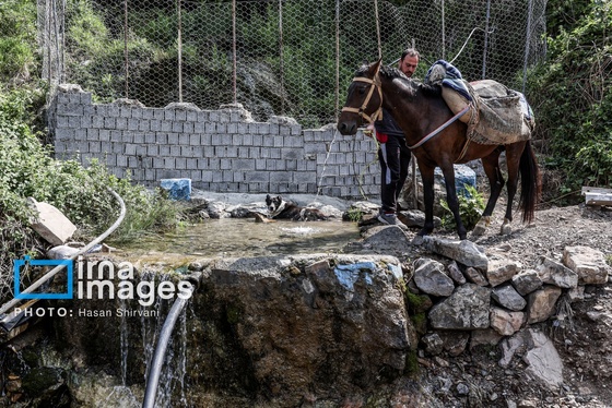 گزارش تصویری | «جاده چالوس» گذرگاه بهاری عشایر