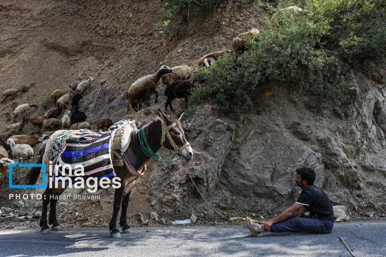 گزارش تصویری | «جاده چالوس» گذرگاه بهاری عشایر