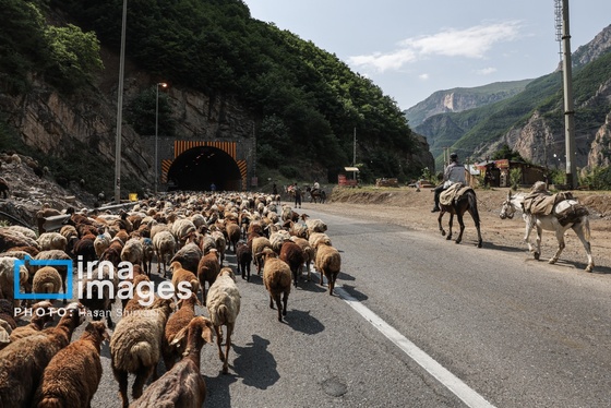 گزارش تصویری | «جاده چالوس» گذرگاه بهاری عشایر