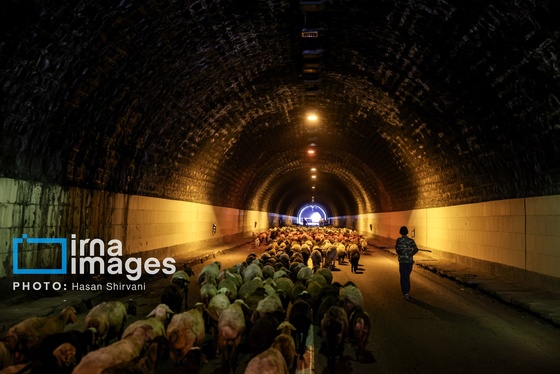 گزارش تصویری | «جاده چالوس» گذرگاه بهاری عشایر