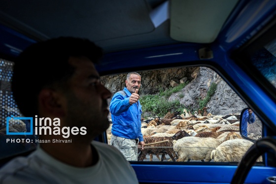 گزارش تصویری | «جاده چالوس» گذرگاه بهاری عشایر