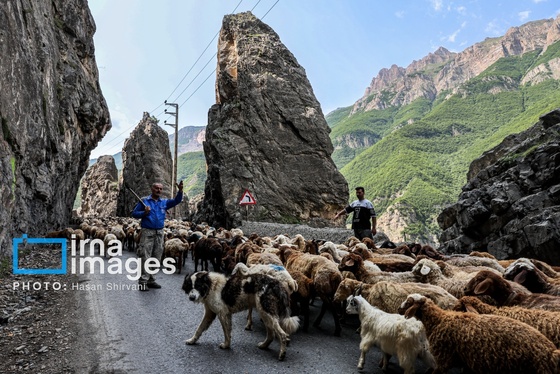 گزارش تصویری | «جاده چالوس» گذرگاه بهاری عشایر
