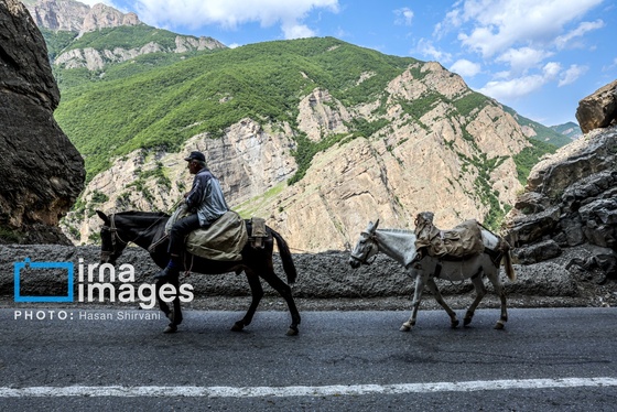 گزارش تصویری | «جاده چالوس» گذرگاه بهاری عشایر