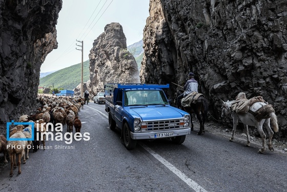 گزارش تصویری | «جاده چالوس» گذرگاه بهاری عشایر