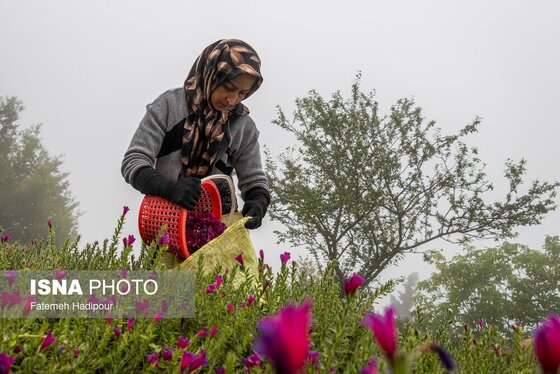 ایران زیباست | برداشت گل‌گاوزبان در روستای «آغوزبن» کندسر