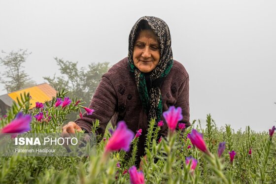 ایران زیباست | برداشت گل‌گاوزبان در روستای «آغوزبن» کندسر