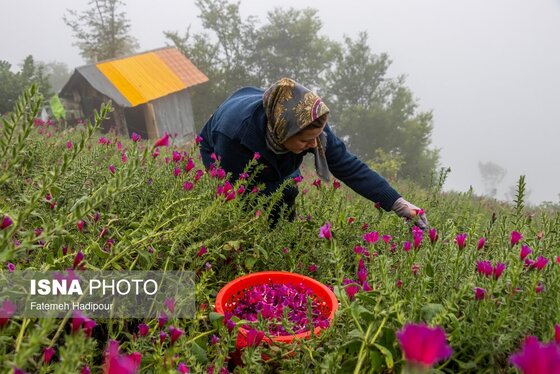 ایران زیباست | برداشت گل‌گاوزبان در روستای «آغوزبن» کندسر