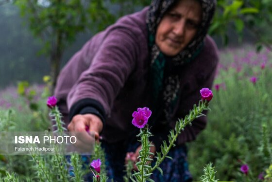 ایران زیباست | برداشت گل‌گاوزبان در روستای «آغوزبن» کندسر