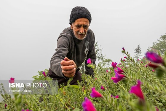 ایران زیباست | برداشت گل‌گاوزبان در روستای «آغوزبن» کندسر