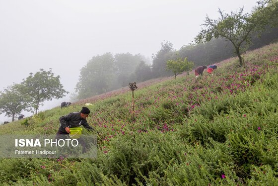ایران زیباست | برداشت گل‌گاوزبان در روستای «آغوزبن» کندسر