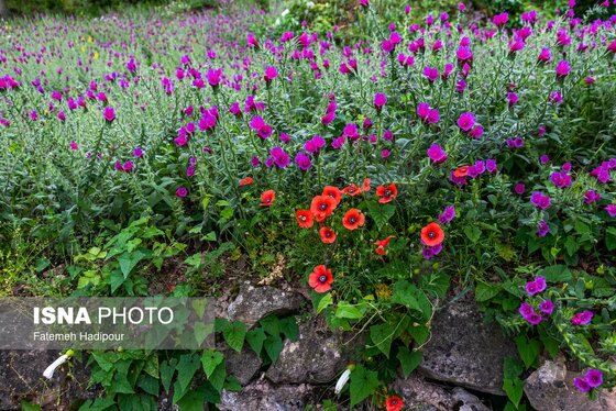 ایران زیباست | برداشت گل‌گاوزبان در روستای «آغوزبن» کندسر