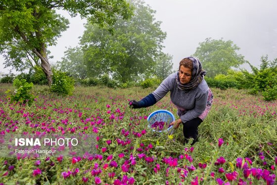 ایران زیباست | برداشت گل‌گاوزبان در روستای «آغوزبن» کندسر