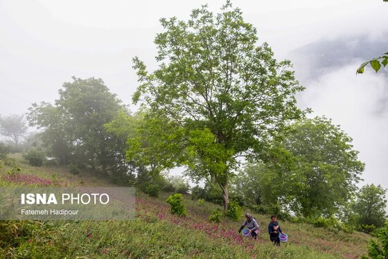 ایران زیباست | برداشت گل‌گاوزبان در روستای «آغوزبن» کندسر