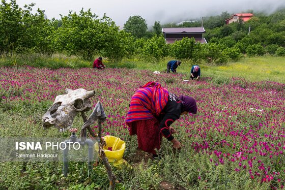 ایران زیباست | برداشت گل‌گاوزبان در روستای «آغوزبن» کندسر