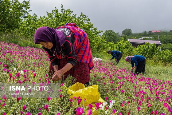 ایران زیباست | برداشت گل‌گاوزبان در روستای «آغوزبن» کندسر