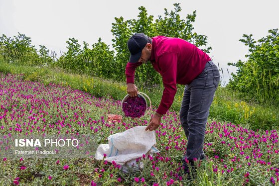 ایران زیباست | برداشت گل‌گاوزبان در روستای «آغوزبن» کندسر