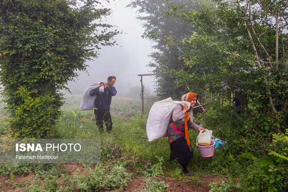ایران زیباست | برداشت گل‌گاوزبان در روستای «آغوزبن» کندسر
