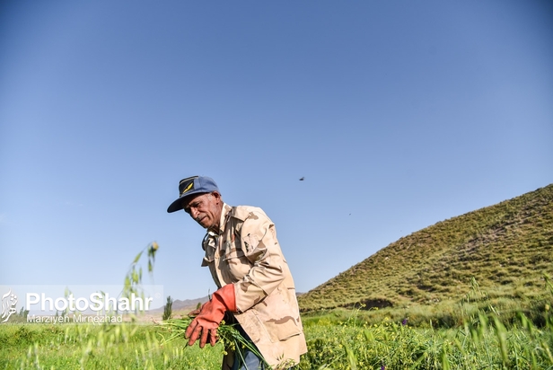 قصه عروسک‌های بی چهره روستای حاجی بیگی و ایجاد سبک جدیدی از گردشگری