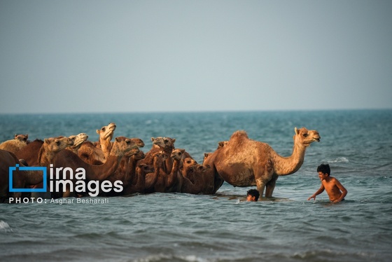 گزارش تصویری | حمام شترها در جزیره قشم