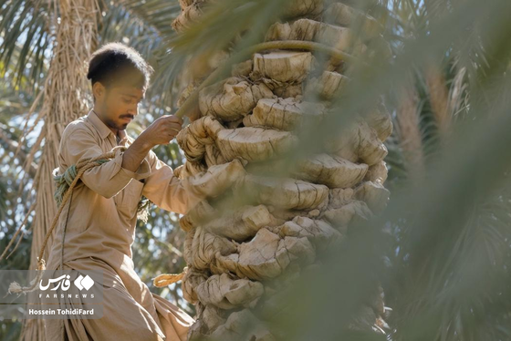 تصاویری زیبا از برداشت خرما در نخلستان‌های نهبندان خراسان جنوبی