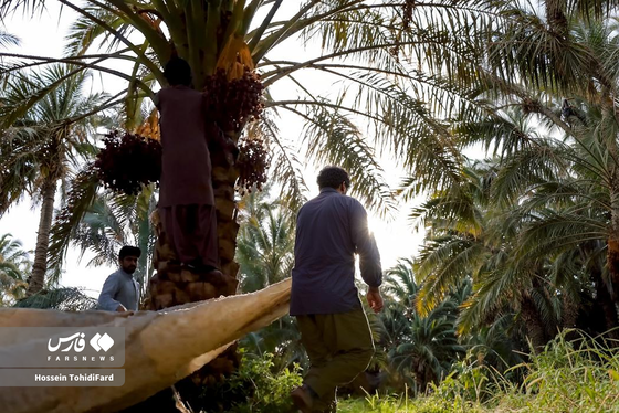 تصاویری زیبا از برداشت خرما در نخلستان‌های نهبندان خراسان جنوبی