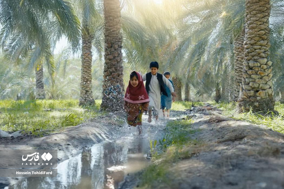 تصاویری زیبا از برداشت خرما در نخلستان‌های نهبندان خراسان جنوبی